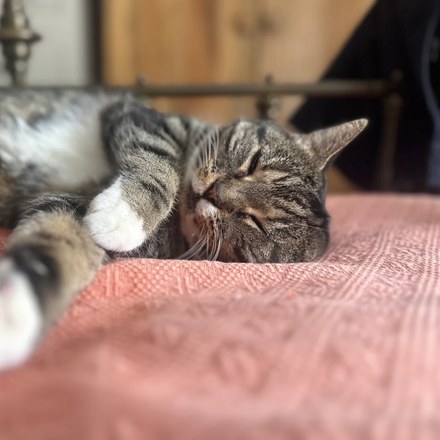 Tabby and white cat fast asleep on its side on a pink bedspread, one front paw stretched right out