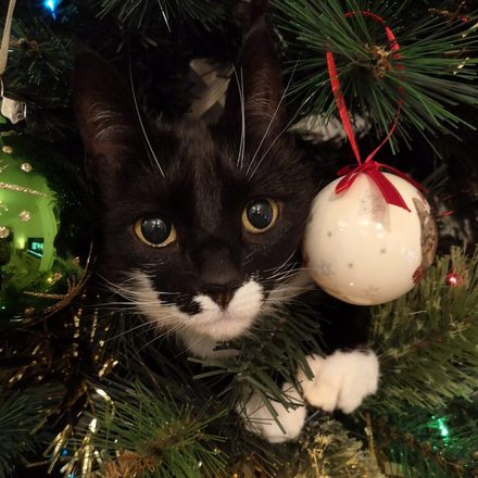 Tuxedo cat peering out from inside a Christmas tree, paw resting on a bauble