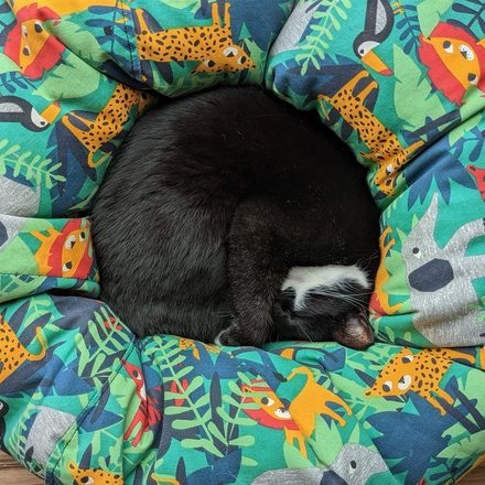 Black cat curled up asleep in a colourful jungle-print donut bed