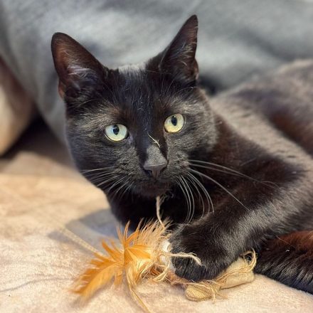 Black cat with green eyes lying on a cream blanket, one paw resting on an orange feather toy
