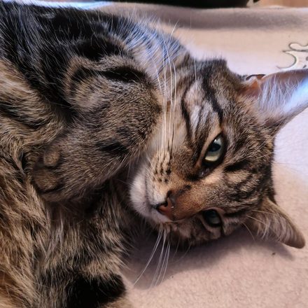 Tabby cat lying on its side giving a very suspicious sideways look