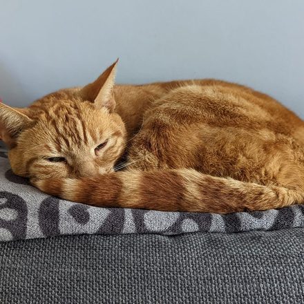 Ginger cat curled up asleep on a grey sofa cushion, tail tucked in neatly