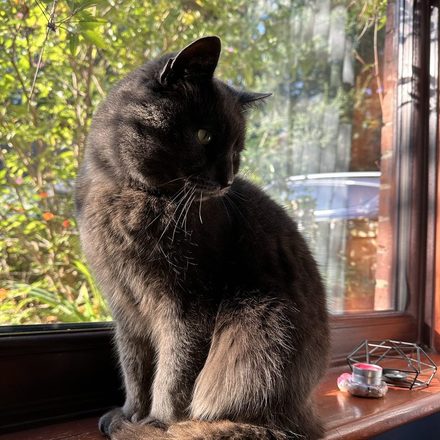 Fluffy dark grey cat sitting on a sunny windowsill with the garden behind